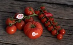La tomate de Marmande en Label Rouge