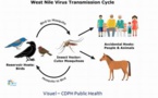 Alerte au virus West Nile en Gironde