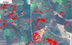 Première européenne:l'état sanitaire de la forêt landaise surveillé par télédétection