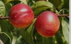 2000 variétés arboricoles sauvegardées en Lot-et-Garonne