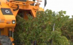 Vendanges 2015:rencontres à Rauzan (vidéo)