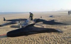 Des scientifiques de La Rochelle sur la piste des baleines échouées de Calais.