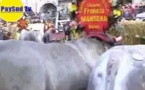 La région Aquitaine relance l'élevage de la race bovine bazadaise