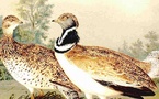 Un oiseau bloque le projet de bassine de Sainte-Soline