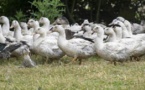 Grippe aviaire:les mesures gouvernementales prises en grippe par une partie des éleveurs