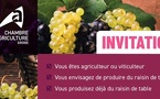 Gironde:le raisin de table au secours du raisin de cuve