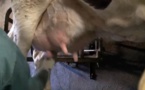 Lait de vache:prix en baisse, production des pays du Nord en hausse