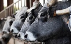 Dermatose bovine: la Coordination Rurale proteste