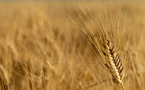 Un blé dur français souverain