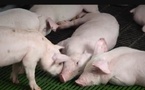 Cri d'alarme de la filière porcine