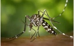 Alerte au Chikungunya en Gironde et dans les Landes