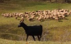 Il faut sauver les races animales menacées d'extinction