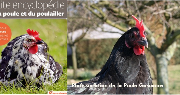 Le "dico de la poule," le manuel des amoureux des volailles d'antan