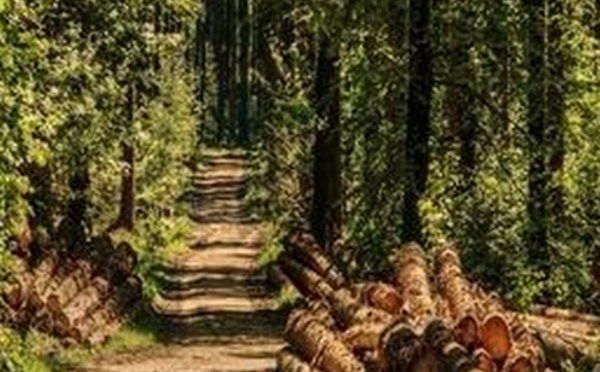 La filière bois craint la fermeture de deux usines de pâte à papier