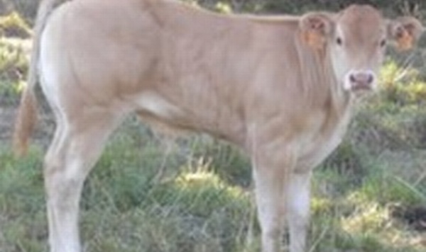 Salon de l'Agriculture de Bordeaux: le projet jeunes bovins