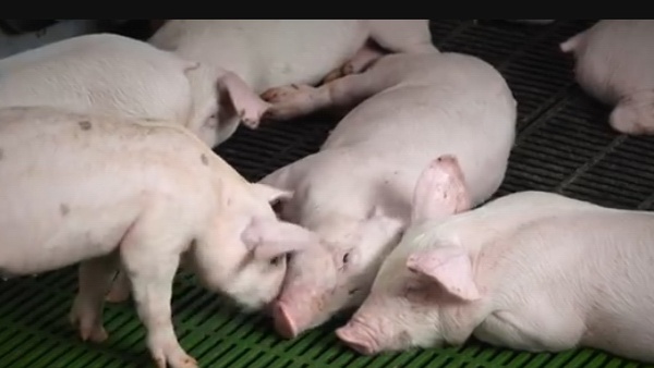 Cri d'alarme de la filière porcine