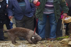 Une affaire de flair!