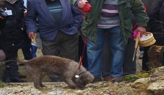 Une affaire de flair!