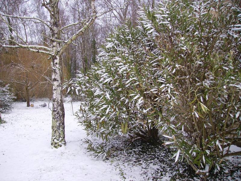 Du blanc su les lauriers